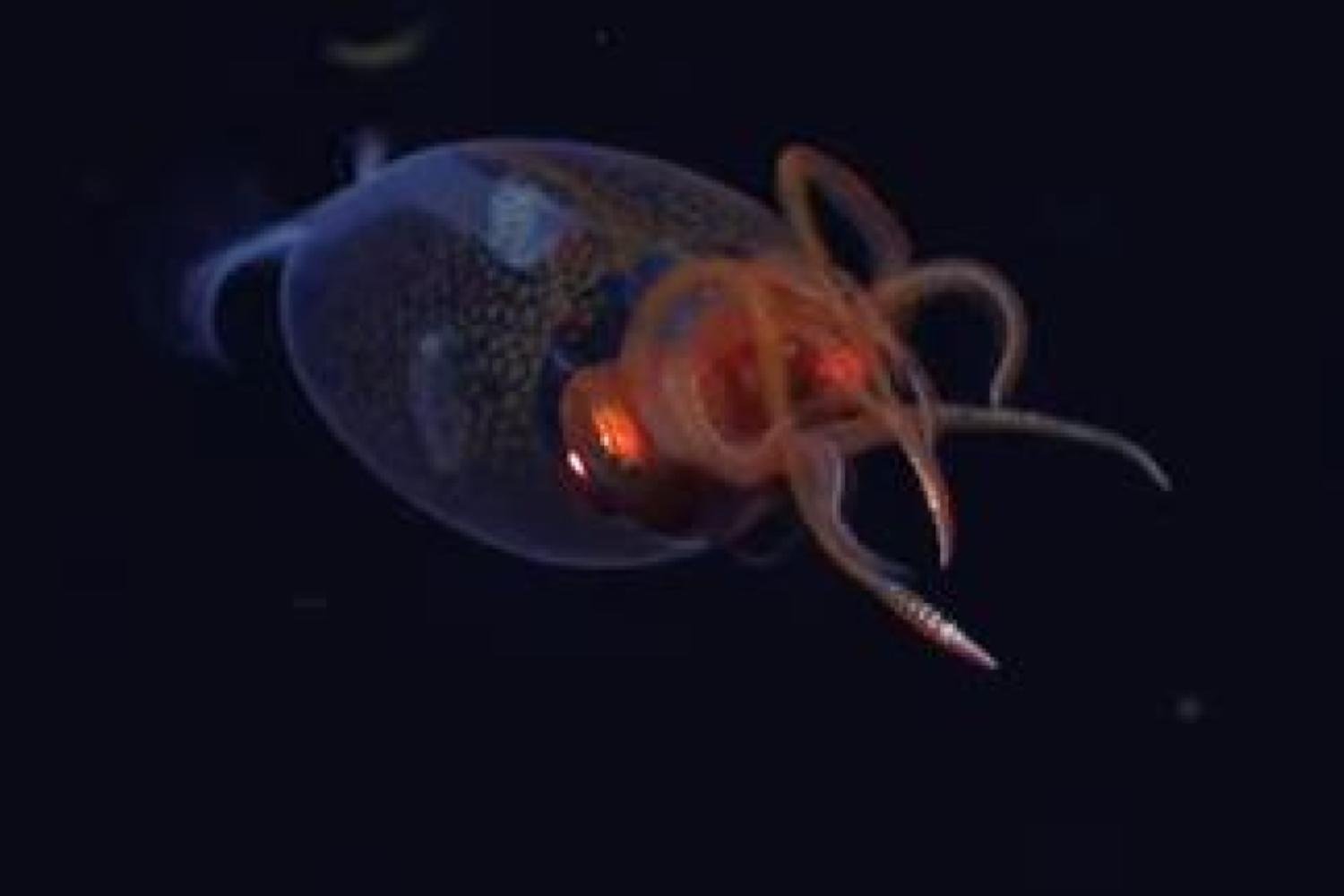 Чудовище глубин сдалось! Первые живые кадры гигантского кальмара!